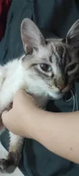 Muta