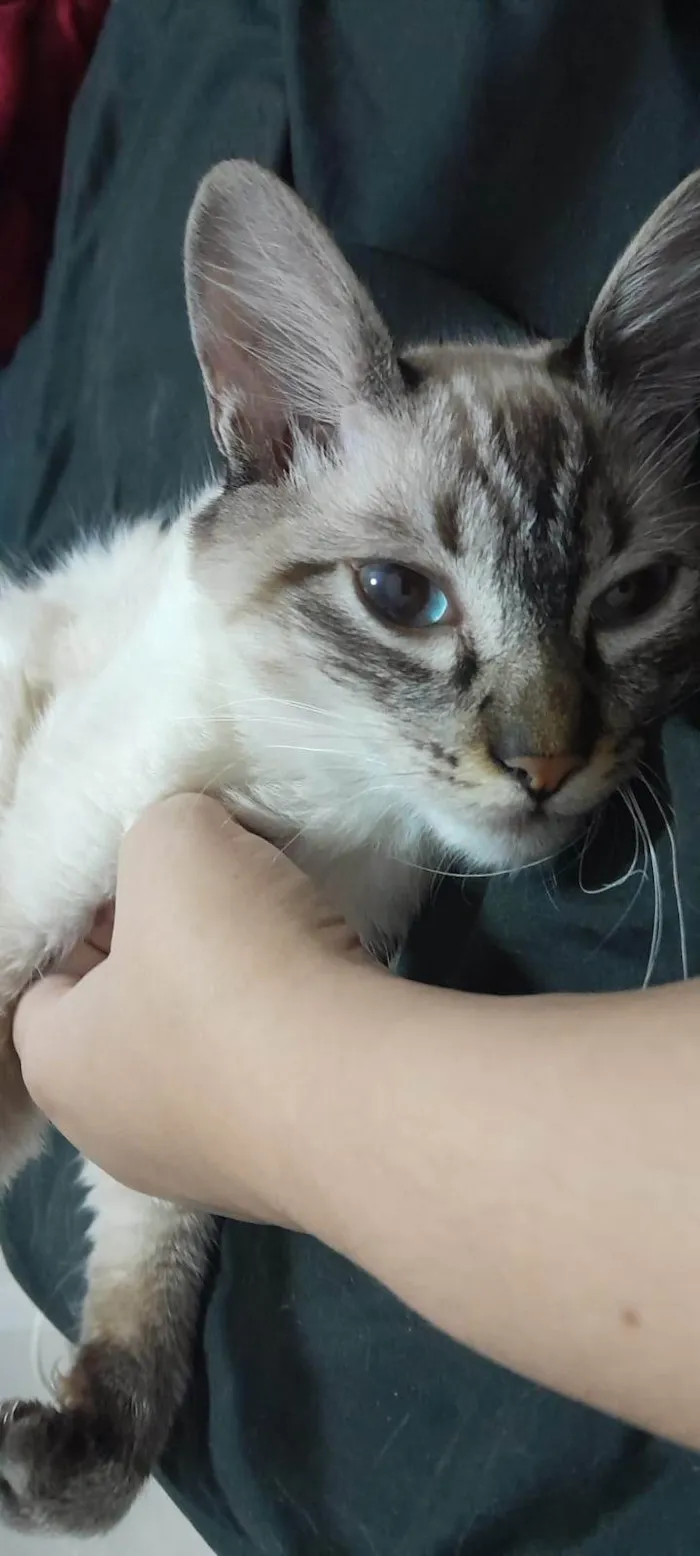 Gato ra a SRD-ViraLata idade 2 a 6 meses nome Muta