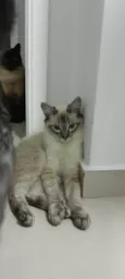 Muta