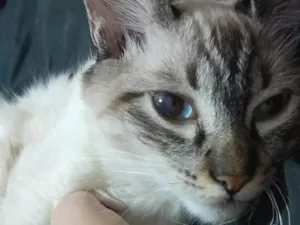 Gato raça SRD-ViraLata idade 2 a 6 meses nome Muta