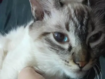 Gato raça SRD-ViraLata idade 2 a 6 meses nome Muta