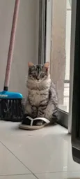 Mirra