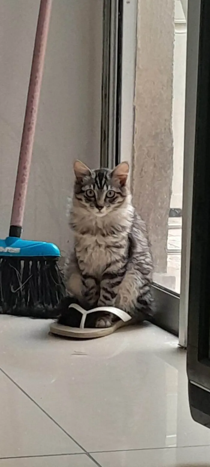 Gato ra a SRD-ViraLata idade 2 a 6 meses nome Mirra