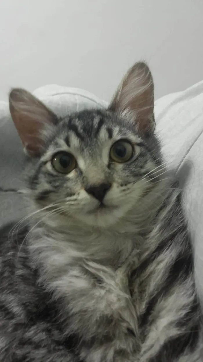 Gato ra a SRD-ViraLata idade 2 a 6 meses nome Mirra