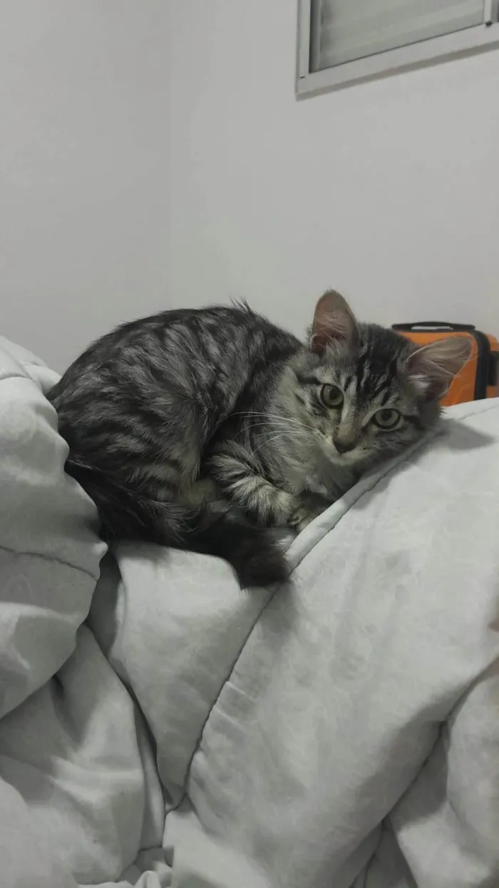 Gato ra a SRD-ViraLata idade 2 a 6 meses nome Mirra