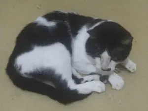 Gato raça SRD-ViraLata idade 2 anos nome Romeu