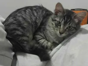 Gato raça SRD-ViraLata idade 2 a 6 meses nome Mirra