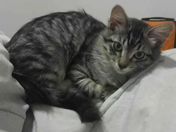 Gato ra a SRD-ViraLata idade 2 a 6 meses nome Mirra