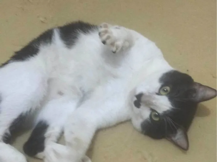 Gato ra a SRD-ViraLata idade 2 anos nome Romeu