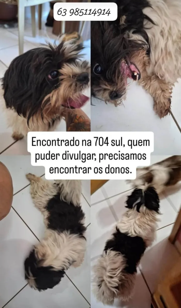Cachorro ra a Shitzu idade 1 ano nome Encontrei 