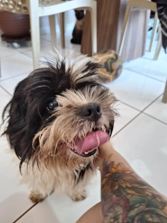 Cachorro ra a Shitzu idade 1 ano nome Encontrei 