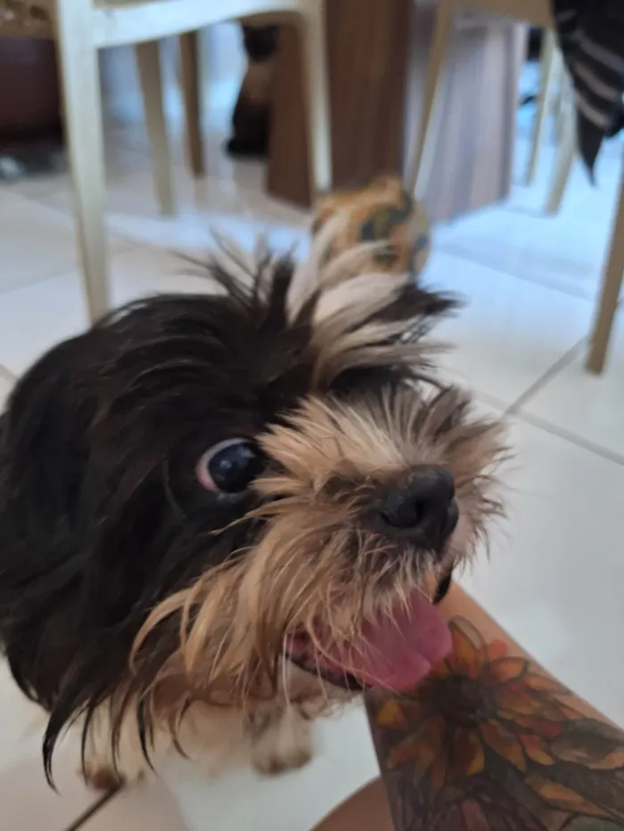 Cachorro ra a Shitzu idade 1 ano nome Encontrei 