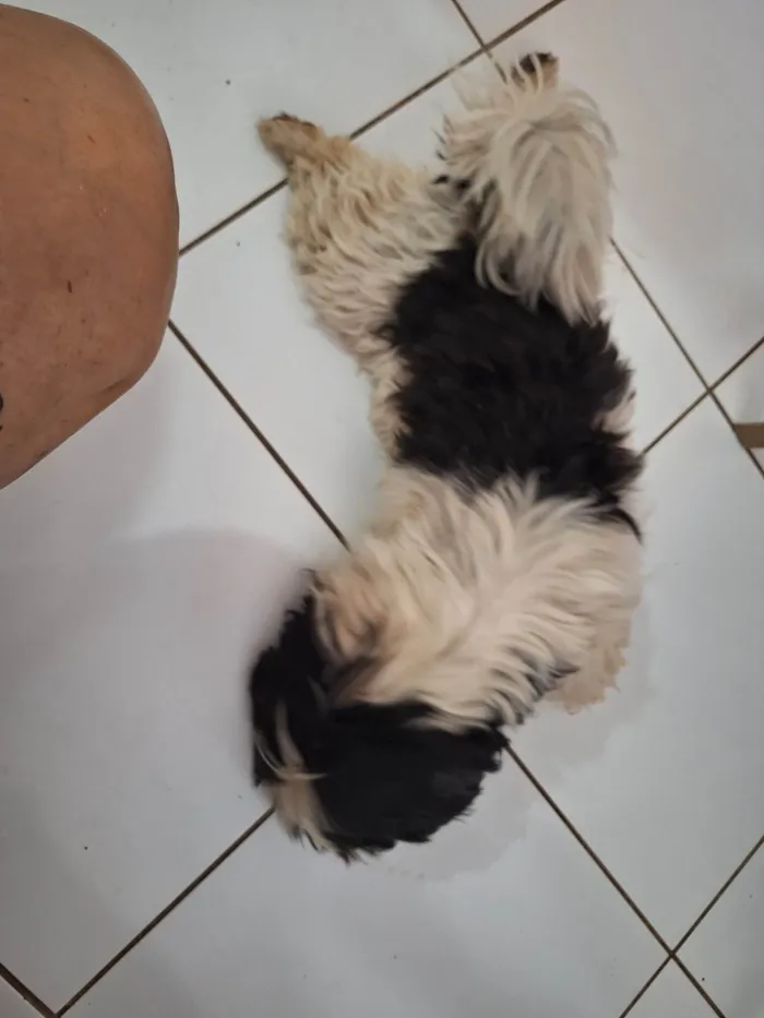 Cachorro ra a Shitzu idade 1 ano nome Encontrei 