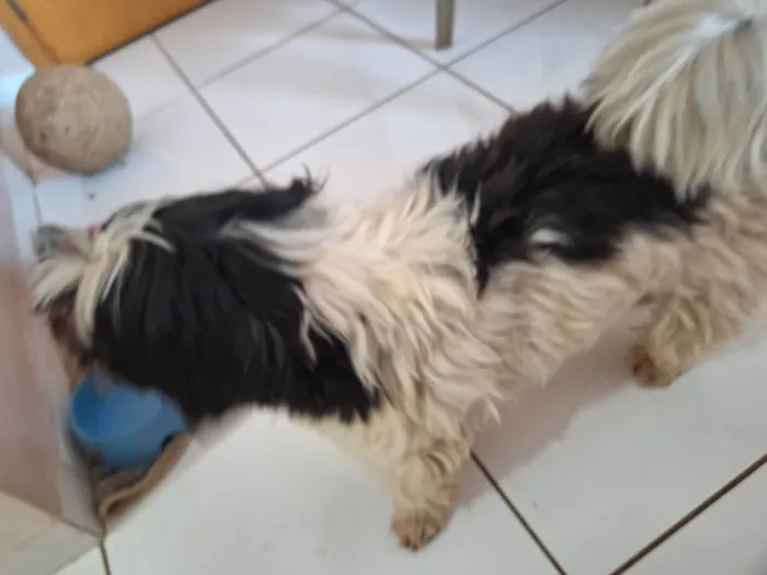 Cachorro ra a Shitzu idade 1 ano nome Encontrei 