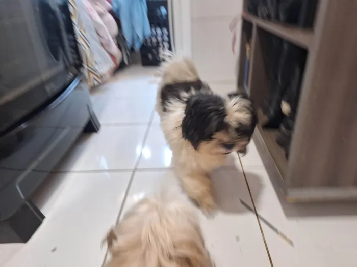 Cachorro ra a Shitzu idade 1 ano nome Encontrei 