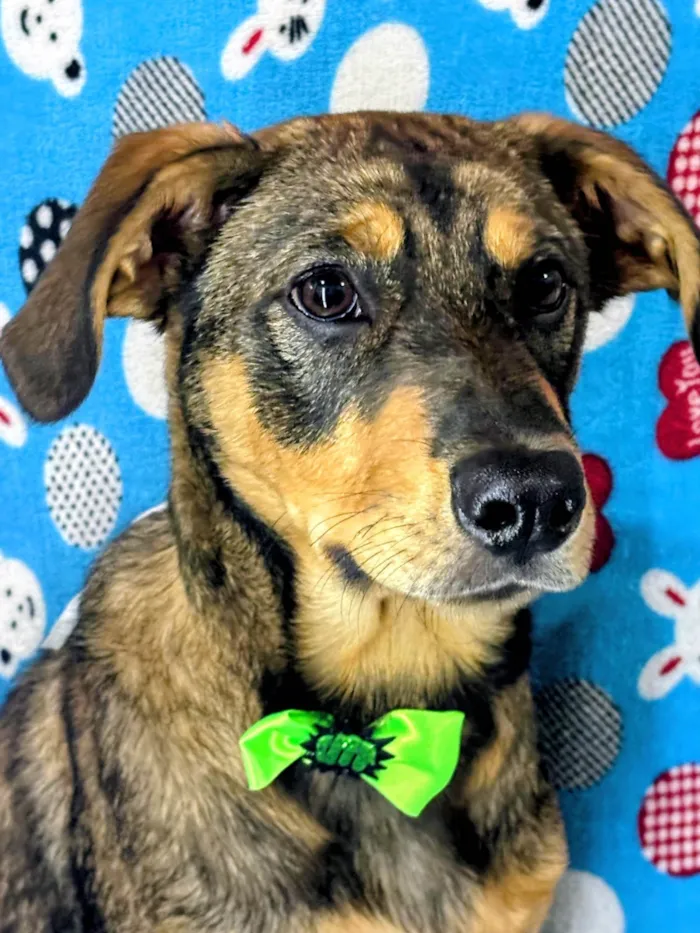Cachorro ra a SRD-ViraLata idade 2 a 6 meses nome "ZÉ " Felipe