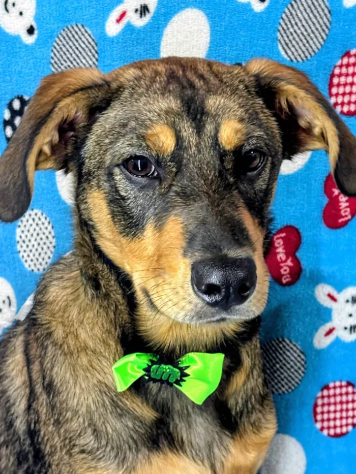 Cachorro ra a SRD-ViraLata idade 2 a 6 meses nome "ZÉ " Felipe