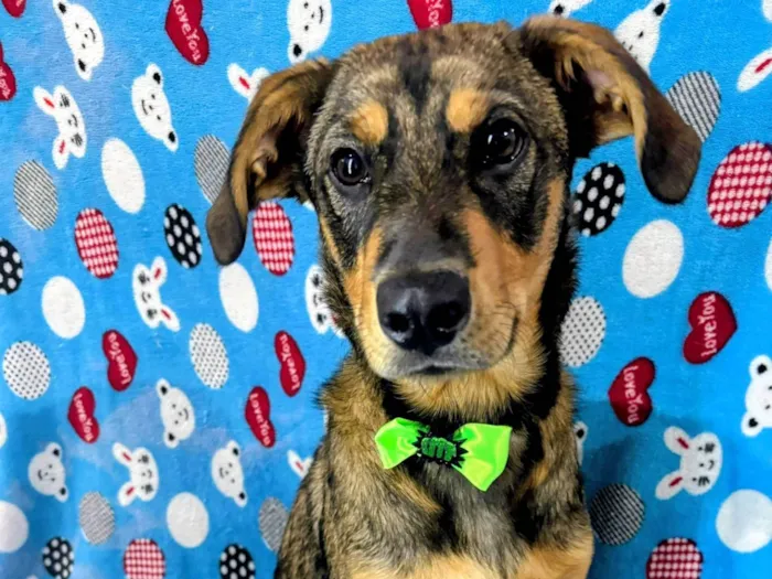 Cachorro ra a SRD-ViraLata idade 2 a 6 meses nome "ZÉ " Felipe