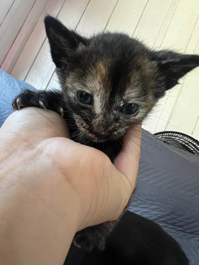 Gato ra a SRD-ViraLata idade Abaixo de 2 meses nome Nome a sua escolha 