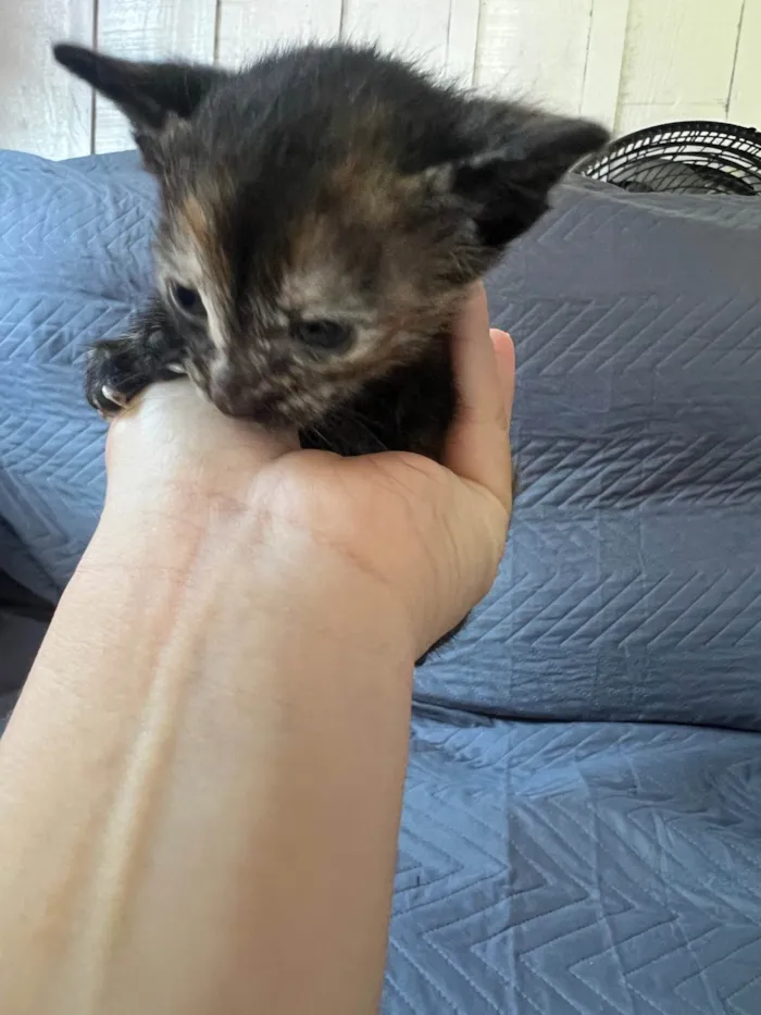 Gato ra a SRD-ViraLata idade Abaixo de 2 meses nome Nome a sua escolha 