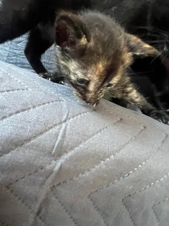 Gato ra a SRD-ViraLata idade Abaixo de 2 meses nome Nome a sua escolha 