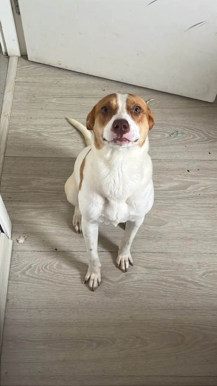 Cachorro ra a SRD-ViraLata idade 7 a 11 meses nome Nayla