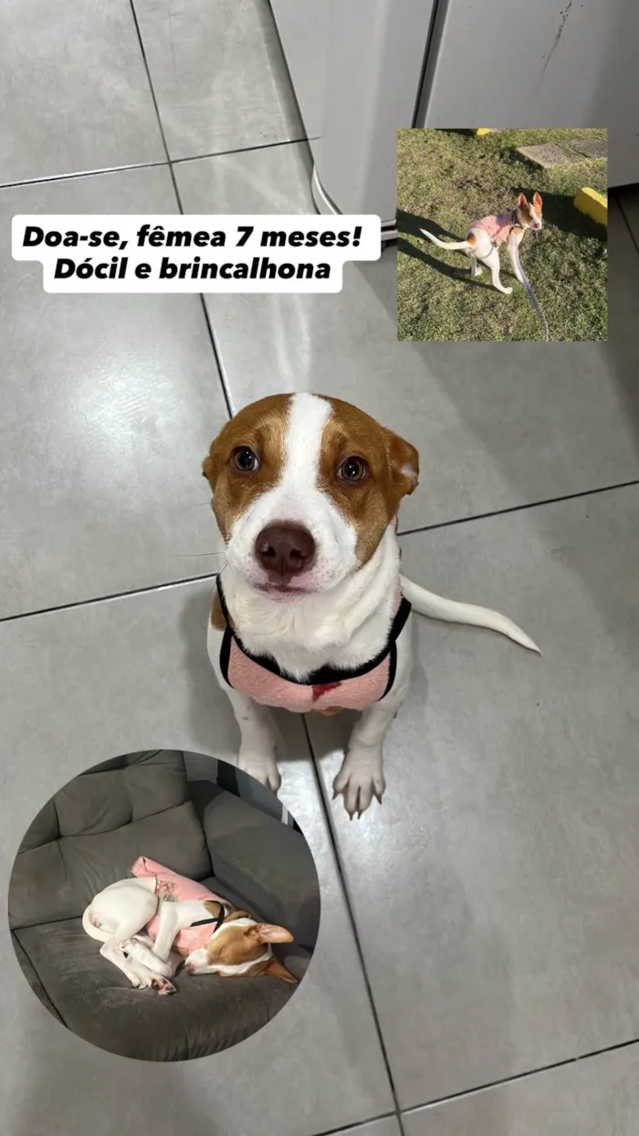 Cachorro ra a SRD-ViraLata idade 7 a 11 meses nome Nayla