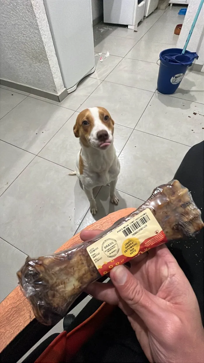 Cachorro ra a SRD-ViraLata idade 7 a 11 meses nome Nayla
