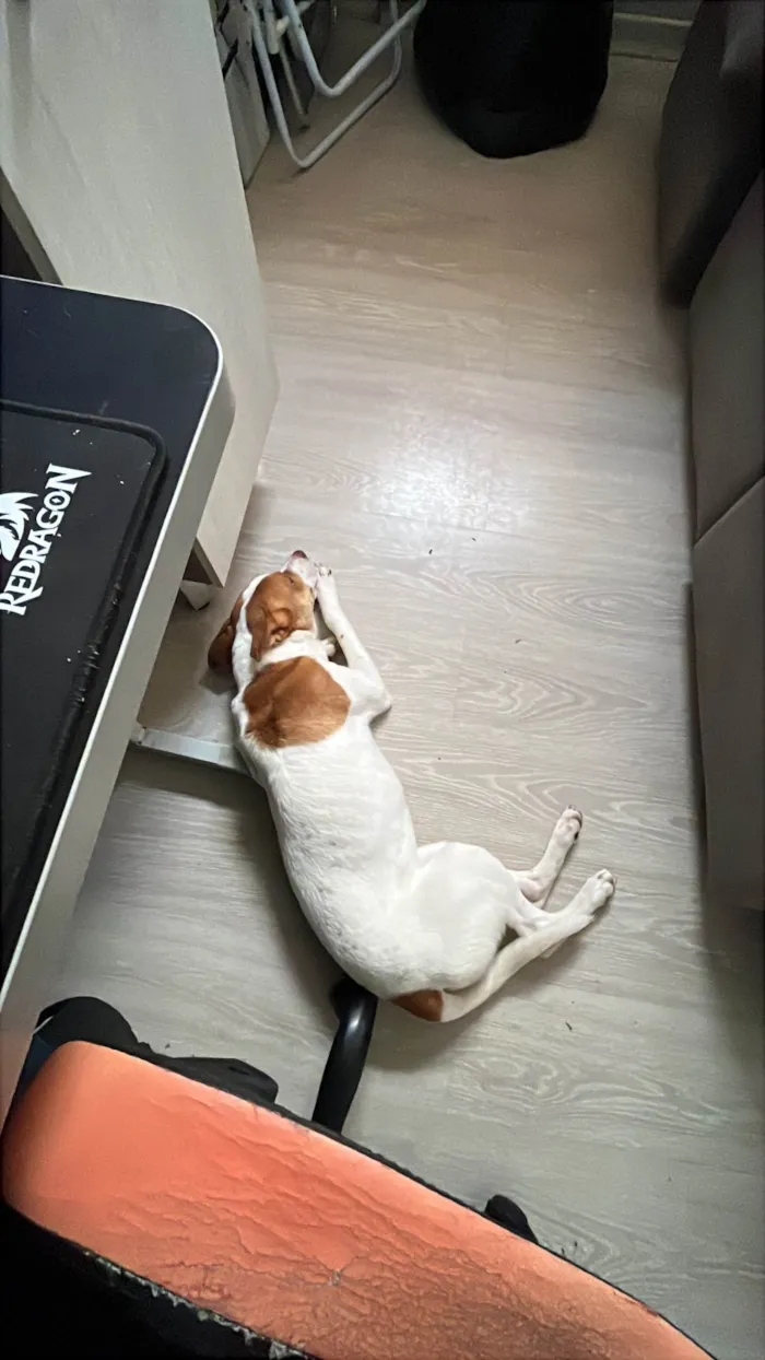 Cachorro ra a SRD-ViraLata idade 7 a 11 meses nome Nayla