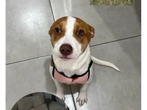 Cachorro raça SRD-ViraLata idade 7 a 11 meses nome Nayla