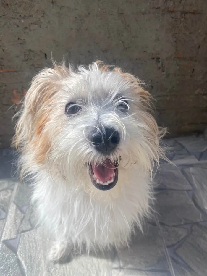 Cachorro ra a SRD-ViraLata idade 2 anos nome Beto