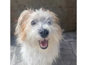 Cachorro raça SRD-ViraLata idade 2 anos nome Beto
