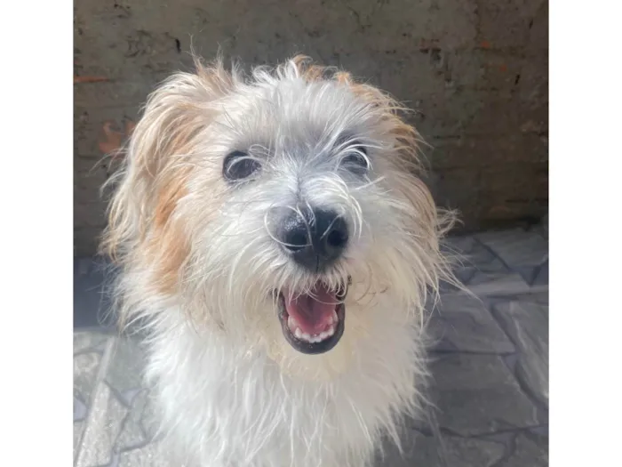 Cachorro ra a SRD-ViraLata idade 2 anos nome Beto