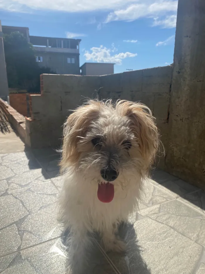 Cachorro ra a SRD-ViraLata idade 2 anos nome Beto