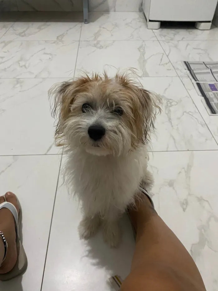 Cachorro ra a SRD-ViraLata idade 2 anos nome Beto