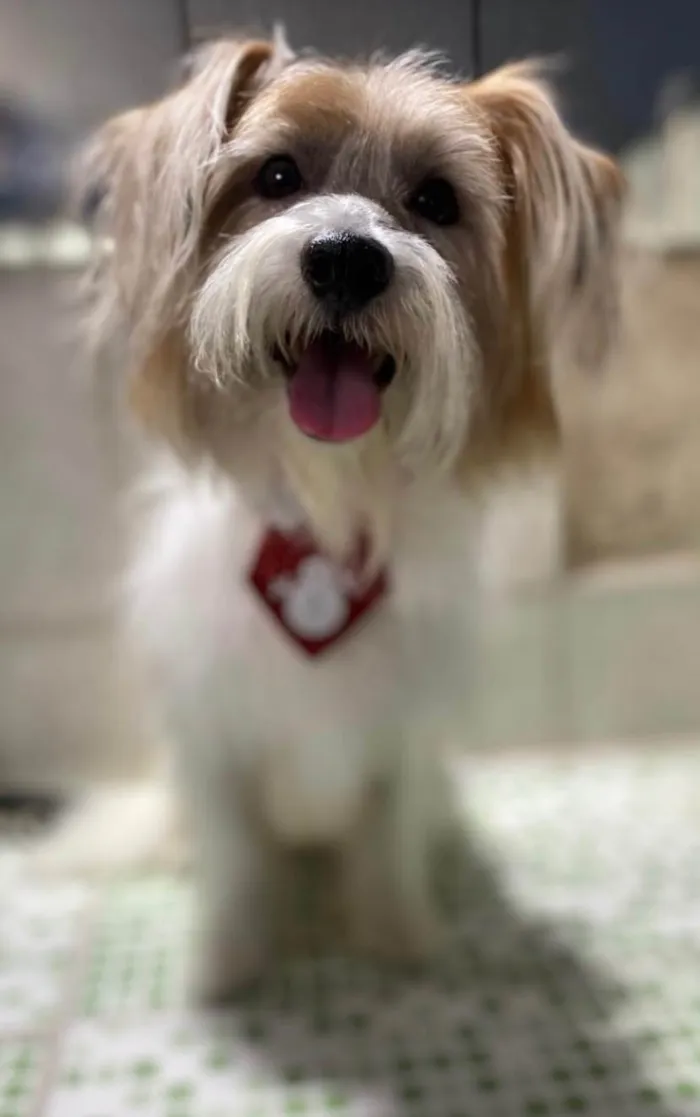 Cachorro ra a SRD-ViraLata idade 2 anos nome Beto