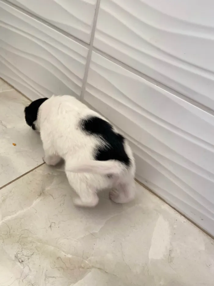 Cachorro ra a SRD-ViraLata idade Abaixo de 2 meses nome Sem nome 