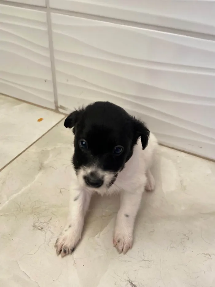 Cachorro ra a SRD-ViraLata idade Abaixo de 2 meses nome Sem nome 