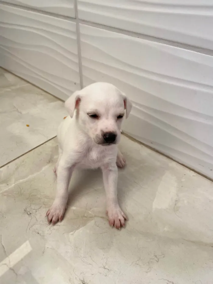 Cachorro ra a SRD-ViraLata idade Abaixo de 2 meses nome Sem nome 