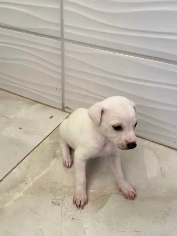 Cachorro ra a SRD-ViraLata idade Abaixo de 2 meses nome Sem nome 