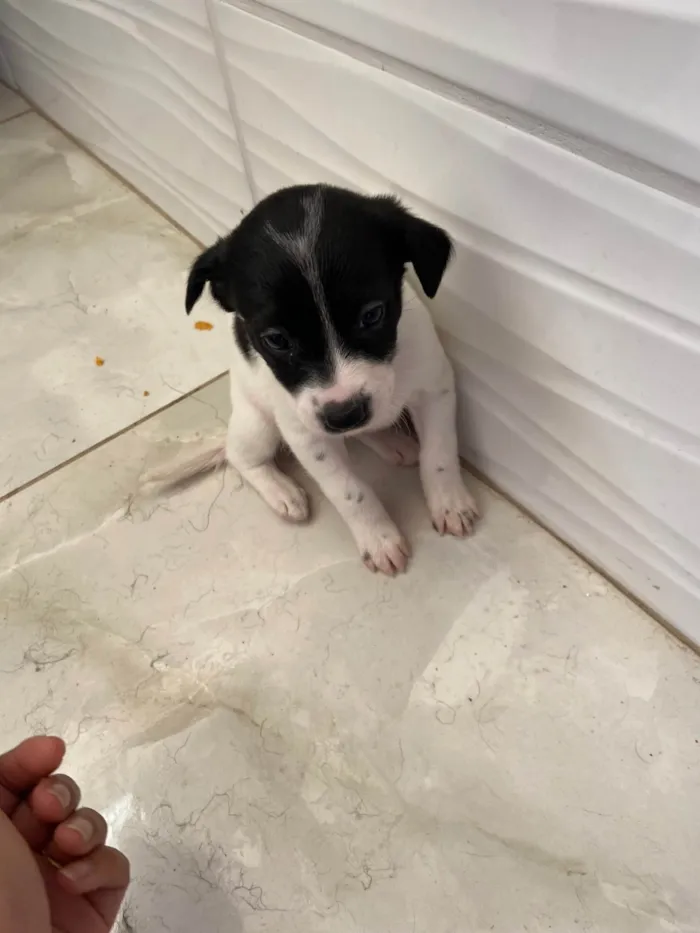 Cachorro ra a SRD-ViraLata idade Abaixo de 2 meses nome Sem nome 