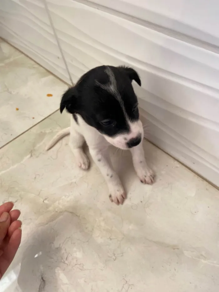 Cachorro ra a SRD-ViraLata idade Abaixo de 2 meses nome Sem nome 