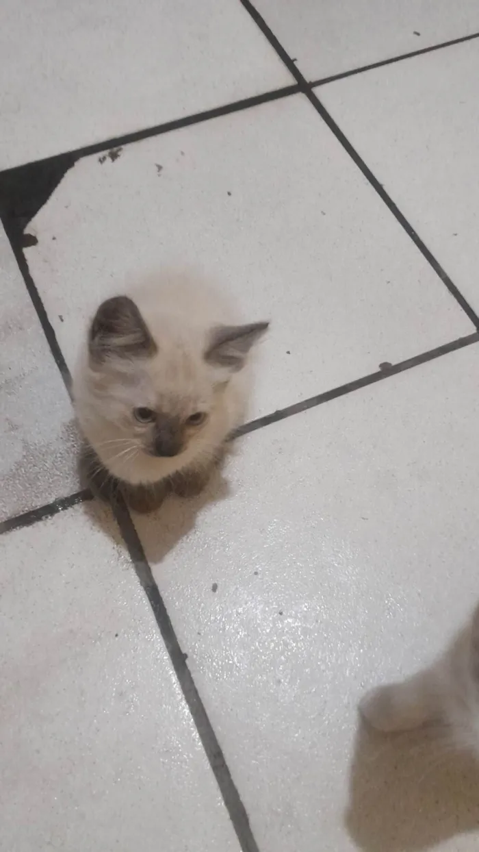 Gato ra a SRD-ViraLata idade Abaixo de 2 meses nome Não tem nome