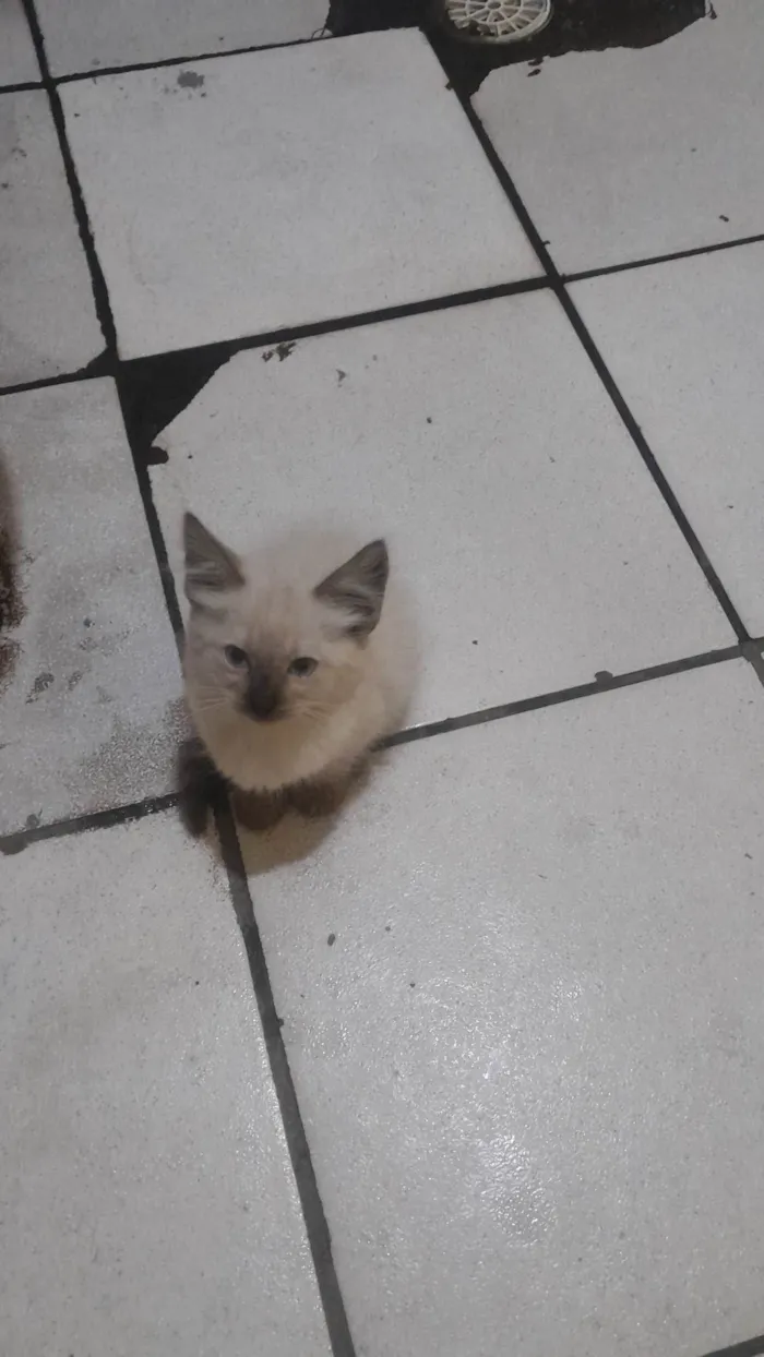 Gato ra a SRD-ViraLata idade Abaixo de 2 meses nome Não tem nome