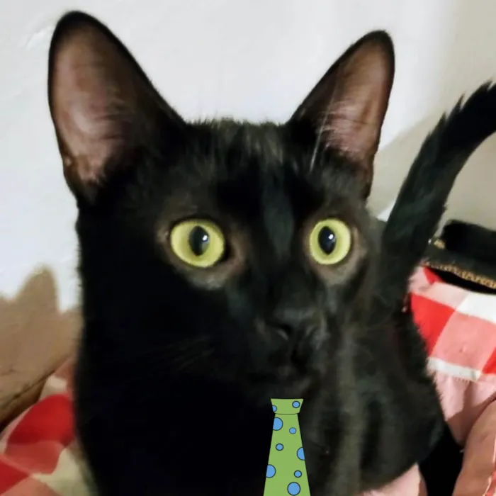 Gato ra a SRD-ViraLata idade 2 a 6 meses nome Black 