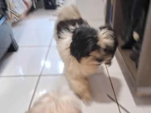 Cachorro raça Shitzu idade 1 ano nome Encontrei 