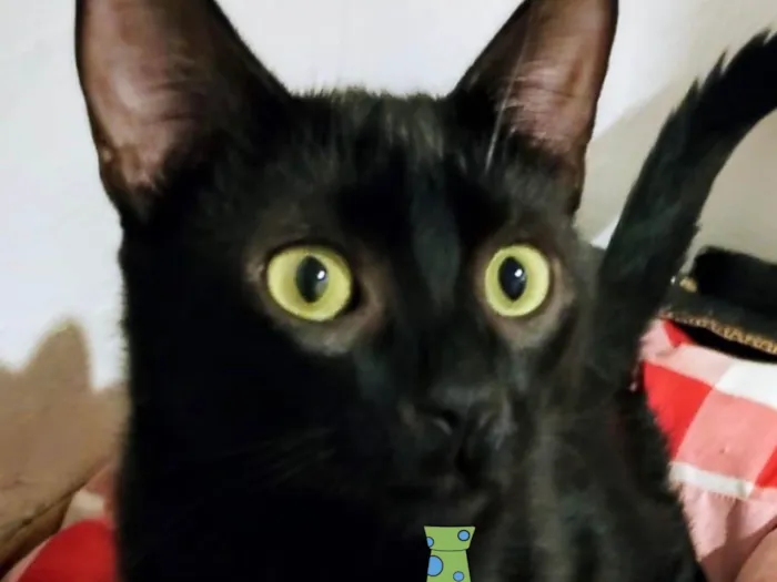 Gato ra a SRD-ViraLata idade 2 a 6 meses nome Black 