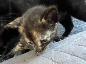 Gato raça SRD-ViraLata idade Abaixo de 2 meses nome Nome a sua escolha 