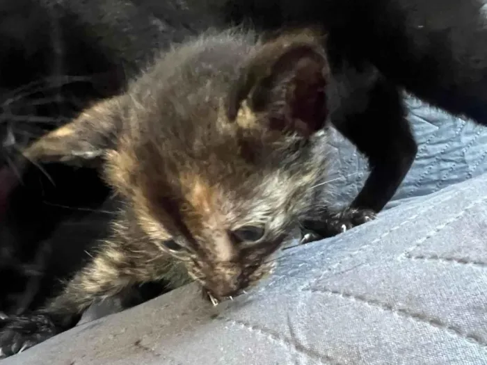 Gato ra a SRD-ViraLata idade Abaixo de 2 meses nome Nome a sua escolha 