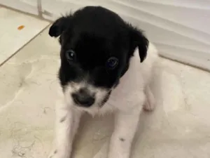 Cachorro raça SRD-ViraLata idade Abaixo de 2 meses nome Sem nome 